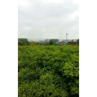 出售1米高蒙古櫟苗