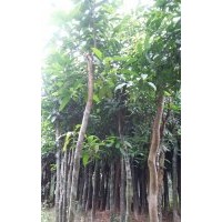 福建水果樹基地 漳州芒果樹批發(fā)