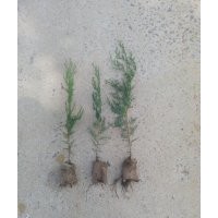 供應(yīng)20∽80工分側(cè)柏黑松苗
