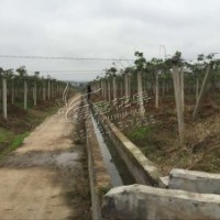 水果之王獼猴桃樹苗別名奇異果苗獼猴桃嫁接苗