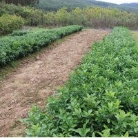 來(lái)賓東方紅桔小苗供應(yīng)哪個(gè)基地好