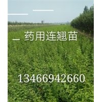 連翹樹苗 =連翹苗價(jià)格=山西運(yùn)城連翹苗