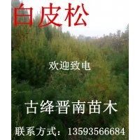 國槐 香花槐 油松