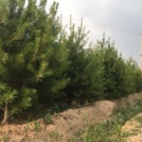 山西臨汾市堯都區(qū)--苗木基地出售苗木