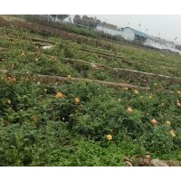 南陽珍奇月季大量供應(yīng)月季袋裝苗