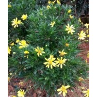 云南地區(qū)供應(yīng) 黃冠菊