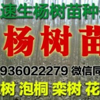 騰地處理?xiàng)顦涿纾?07 108 中林46速生楊楊樹苗給錢就賣，處理大量