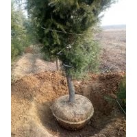 白皮松 占地白皮松價(jià)格 優(yōu)質(zhì)一級(jí) 貨源充足