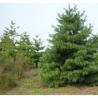 華山松 華山松價(jià)格