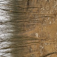 2.5至6個的老式國槐