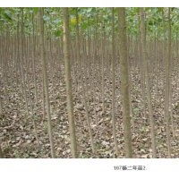 速生楊苗種植技術(shù)