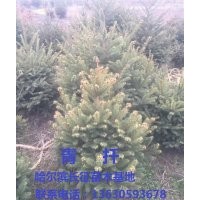 出售云杉、,樟子松,糖槭