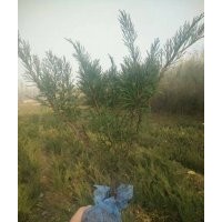 出售沙地柏?zé)o紡布營養(yǎng)杯都有規(guī)格齊全價格便宜上車快有需要的速聯(lián)