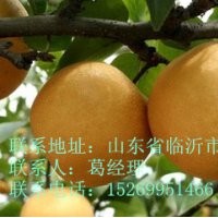 晚秋黃梨，超晚成熟的梨樹苗，梨樹苗價(jià)格，0.7到8公分梨樹苗