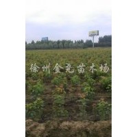 100萬(wàn)株三角楓小苗