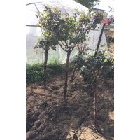 綠化月季，占地月季