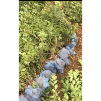 大葉黃楊、冬青、衛(wèi)矛基地