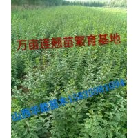 連翹苗農(nóng)民致富樹連翹苗畝產(chǎn)量連翹苗怎么種植連翹一畝地栽多少