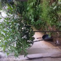 出售各種苗木欒樹 槐樹 金葉女貞 各種苗木