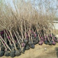 出售櫻花樹苗帶土球發(fā)貨，工程綠化苗