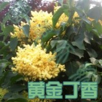 山東黃金丁香黃花丁香的繁殖方法