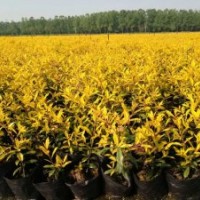 黃金枸骨供應(yīng)