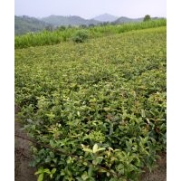 江西一年生桂花綠化苗，江西杜英大苗，江西桂花樹多
