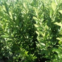 大量水蠟供應(yīng)銷售！