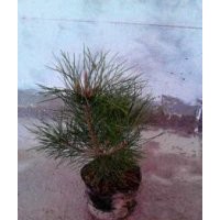 供應(yīng)白皮松 1米--1.5