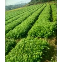 0.3杉木，0.5楓香木荷