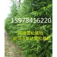 駐馬店雪松小苗基地、13526392646、河南雪松小苗價格