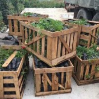 年前清場，處理超規(guī)格歐月小苗