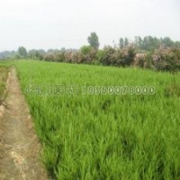 小龍柏30-60公分高的批發(fā)價格