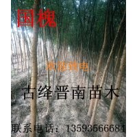供應大量國槐 香花槐 刺槐