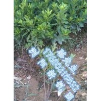 瀏陽低價杜鵑小苗、杜鵑小苗低價批發(fā)