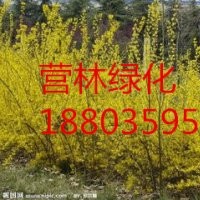 供應山西10-15公分連翹小苗價格