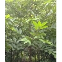 1、2、3、4、5天竺桂大量供應(yīng)