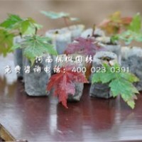 美國(guó)秋紅楓桃楓園林高價(jià)值苗木出售