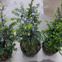 小葉紫檀苗、印度小葉紫檀樹苗、珍貴樹種