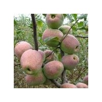 木瓜海棠苗供應(yīng)，木瓜苗價格-世源苗木