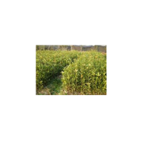 批發(fā)桂花小苗、一米高桂花小苗價格