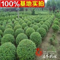 女貞球基地 小葉女貞 青葉女貞球