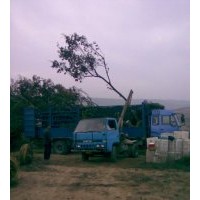 櫸樹小苗，樸樹小苗