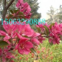 絢麗海棠，鉆石海棠，凱爾斯海棠，高原之火海棠