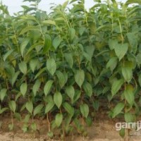 供應(yīng)杜仲苗