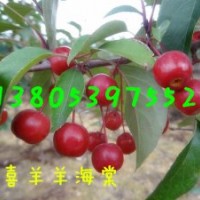 喜羊羊海棠小苗種植基地