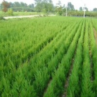 供應福建塔柏 福建塔柏價格 泉州塔柏 泉州塔柏價格 莆田塔柏基地