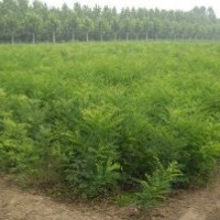 國槐、山楂苗、核桃苗、蘋果苗