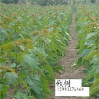提供楸樹苗采購