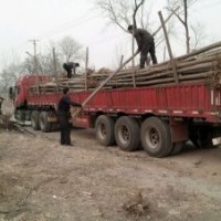 供應(yīng)107速生楊、沙地柏